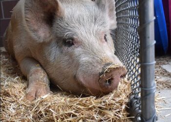 Giant pig terrorizes Aurora for days before being captured