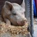 Giant pig terrorizes Aurora for days before being captured