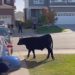 WATCH: Deputies wrangle runaway steer in Denver suburbs