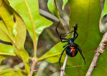 Black widow spider bite sends Montbello man to ICU