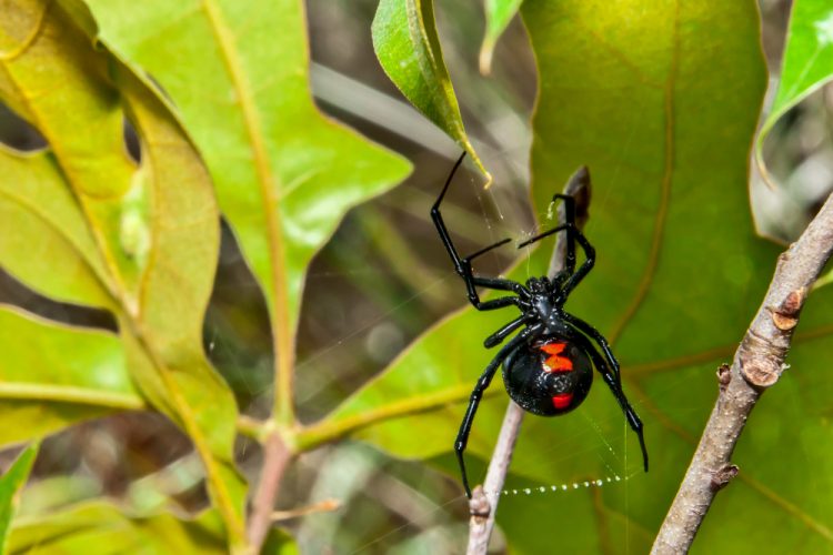 Black widow spider bite sends Montbello man to ICU