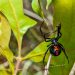 Black widow spider bite sends Montbello man to ICU