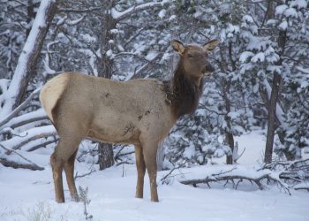 Terrifying video shows cow elk charging couple walking dogs