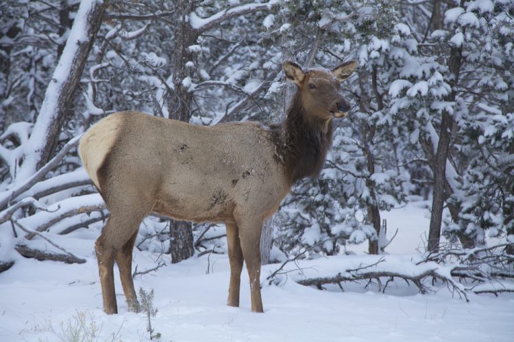 Terrifying video shows cow elk charging couple walking dogs