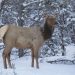 Terrifying video shows cow elk charging couple walking dogs