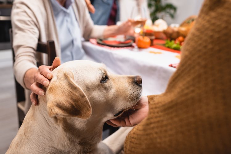Safe and not-so-safe Thanksgiving treats for your furry friends