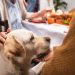 Safe and not-so-safe Thanksgiving treats for your furry friends