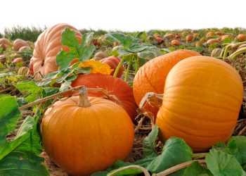 5 places to compost your pumpkins