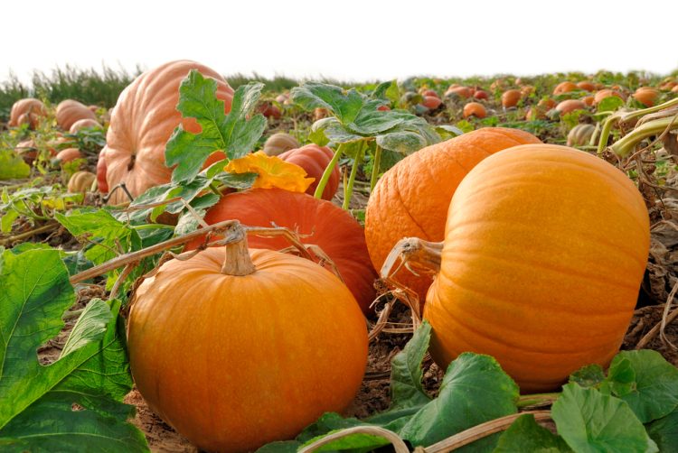 5 places to compost your pumpkins