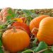 5 places to compost your pumpkins