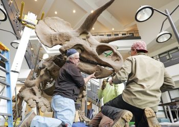 A full-size Triceratops skeleton has a new home at CU Boulder