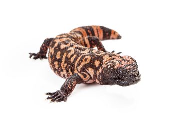 Lakewood man dies after pet Gila monster bite