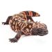 Lakewood man dies after pet Gila monster bite