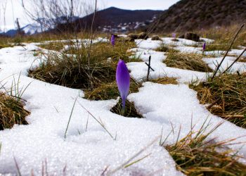 The Thaw