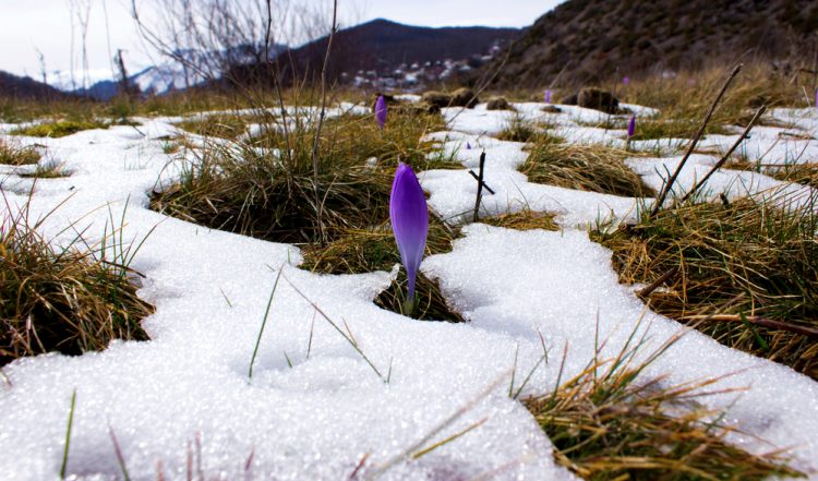 The Thaw