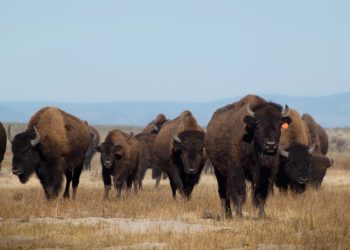 Bison herd on the lose