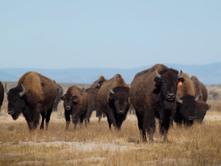 Bison herd on the lose