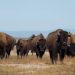 Bison herd on the lose