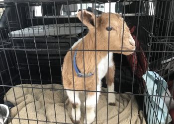 Nibbles the Abandoned Goat Seeks New Home