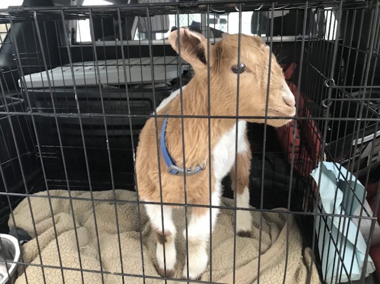 Nibbles the Abandoned Goat Seeks New Home