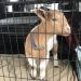 Nibbles the Abandoned Goat Seeks New Home