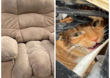 Denver Thrift Store Worker Discovers Cat Inside Donated Recliner