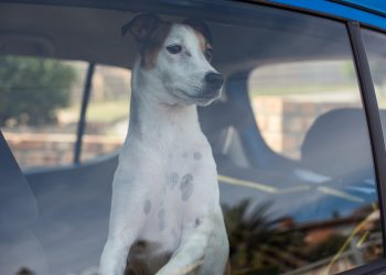 Warning Issued: Pets in Hot Cars Pose Deadly Risk