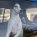 Warning Issued: Pets in Hot Cars Pose Deadly Risk