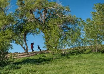 Save the Westminster Hills Dog Park: A Call to Action for All Dog Lovers