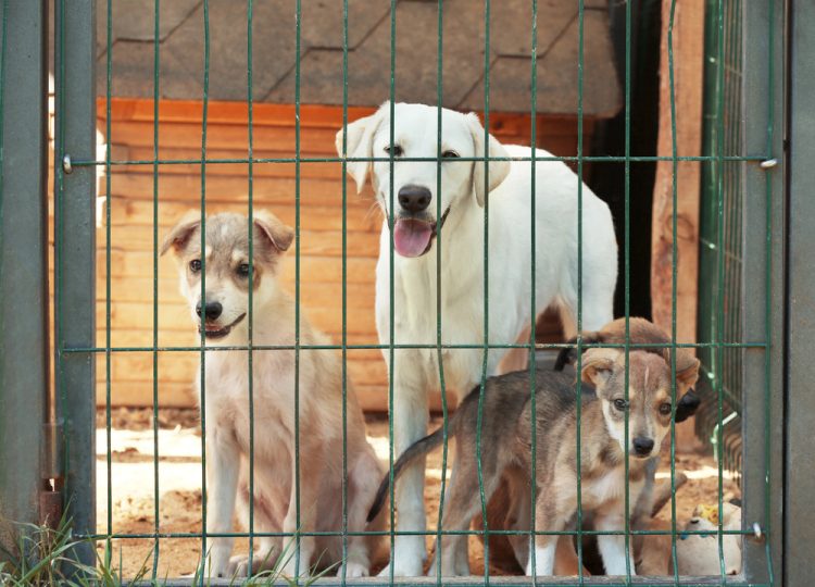 Free Vet Clinic at Risk of Closing Without New Location