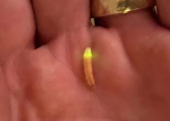 Glowing Worms Light Up Colorado Community