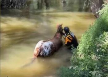 Heartwarming Rescue: Blind Horse Saved by Poudre Fire Authority