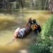 Heartwarming Rescue: Blind Horse Saved by Poudre Fire Authority