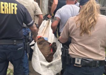 Uninvited Guest Shocks Visitors at Colorado Renaissance Festival