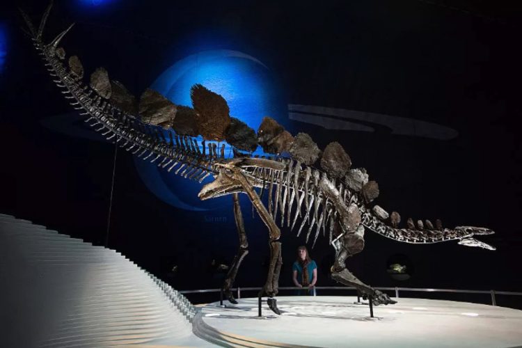 Colorado’s Stegosaurus Fetches Record-Breaking $44.6 Million!”
