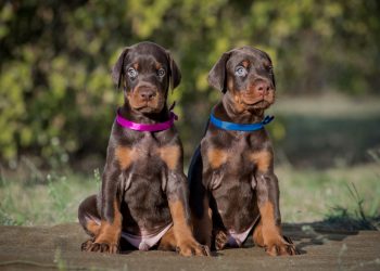 Missing Dog Breeder Found Dead in Clear Creek County: Doberman Puppies Vanish Amid Homicide Investigation