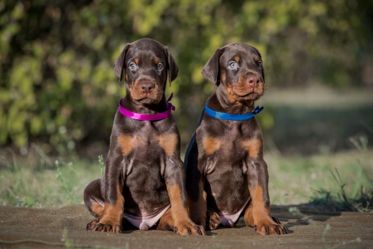 Missing Dog Breeder Found Dead in Clear Creek County: Doberman Puppies Vanish Amid Homicide Investigation
