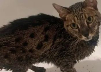 Cat Covered in Fire Retardant Becomes Beacon of Hope in Quarry Fire Battle