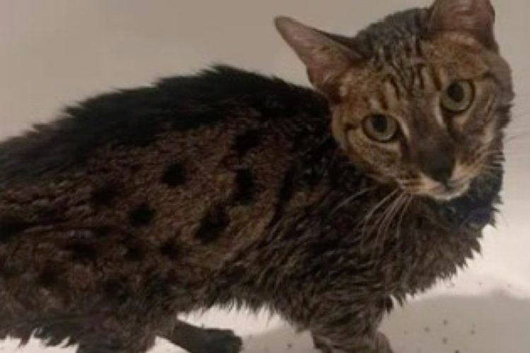 Cat Covered in Fire Retardant Becomes Beacon of Hope in Quarry Fire Battle