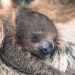 Denver Zoo Celebrates the Arrival of Baby Sloth Sloan