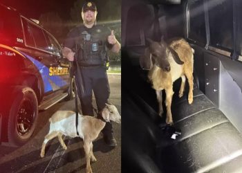 Greatest Traffic Stop Of All Time: Goat Found Riding Shotgun in Colorado DUI Bust