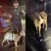 Greatest Traffic Stop Of All Time: Goat Found Riding Shotgun in Colorado DUI Bust
