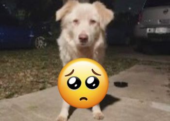 Against All Odds: Shot and Stranded Dog Finds Hope in Denver Heroes