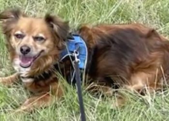 Pit Bull Jumps from Car, Attacks and Kills Neighbor’s Pet During Evening Walk