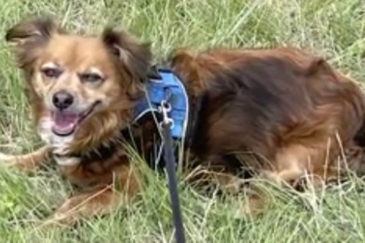 Pit Bull Jumps from Car, Attacks and Kills Neighbor’s Pet During Evening Walk