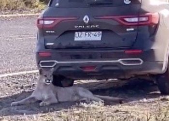Colorado Hiker Discovers Mountain Lion Lurking Under Vehicle After Returning from Hike