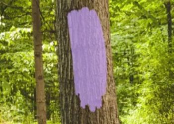 See Purple Paint in Colorado? You’re in Danger—Here’s What It Means!