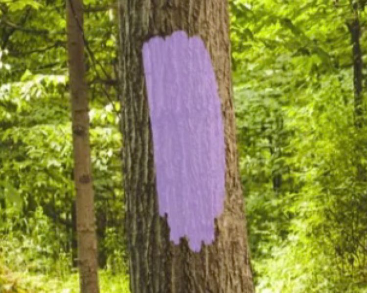 See Purple Paint in Colorado? You’re in Danger—Here’s What It Means!
