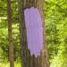 See Purple Paint in Colorado? You’re in Danger—Here’s What It Means!