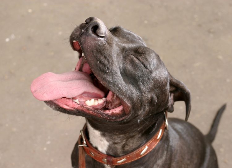 Aurora Residents to Decide Fate of Controversial Pit Bull Ban This November